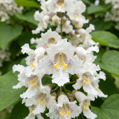 Northern Catalpa Tree Seeds Catalpa speciosa Flowering Deciduous Tree Seeds