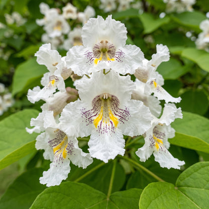Northern Catalpa Tree Seeds Catalpa speciosa Flowering Deciduous Tree Seeds