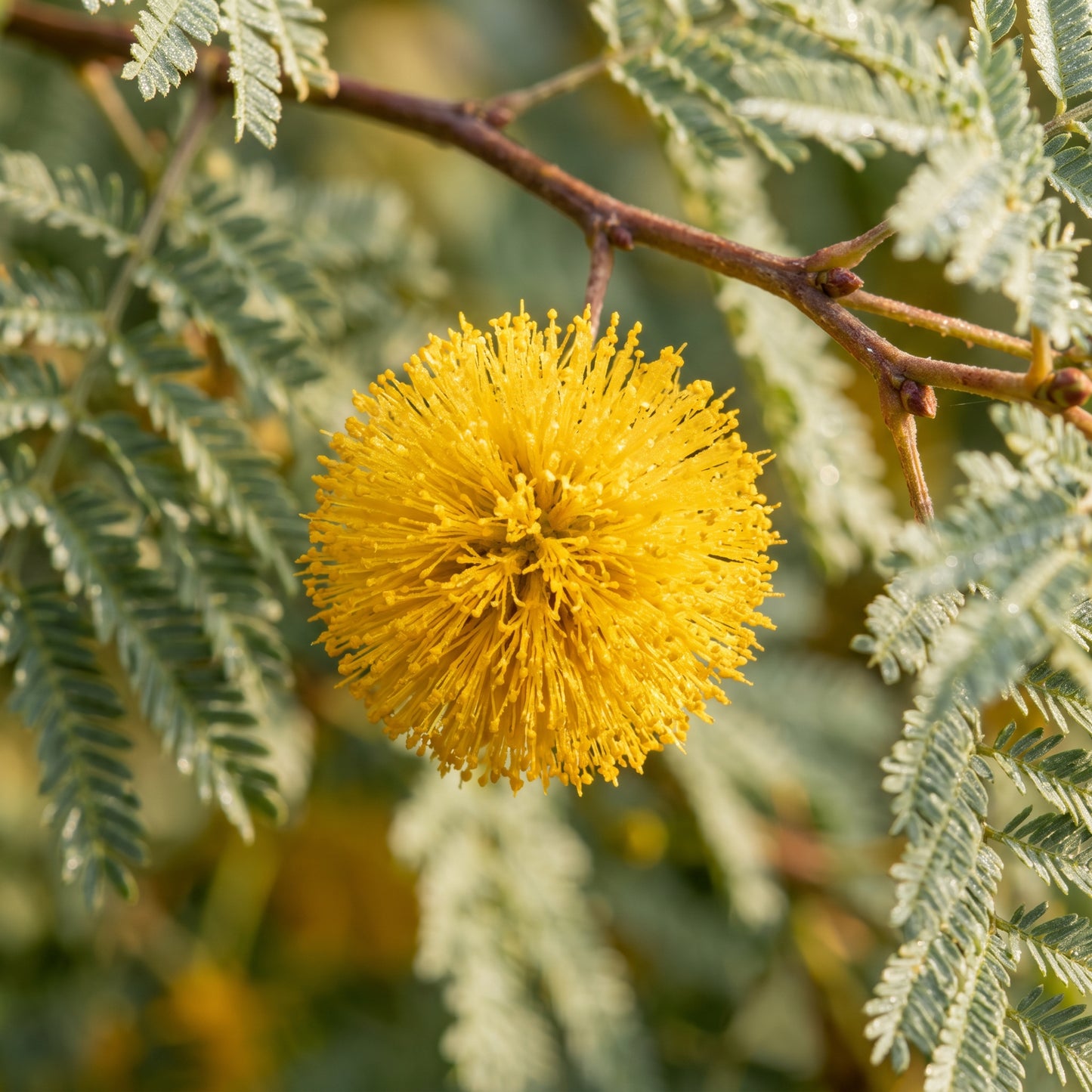 Golden Mimosa Seeds Acacia dealbata Flowering Mimosa Tree Seeds