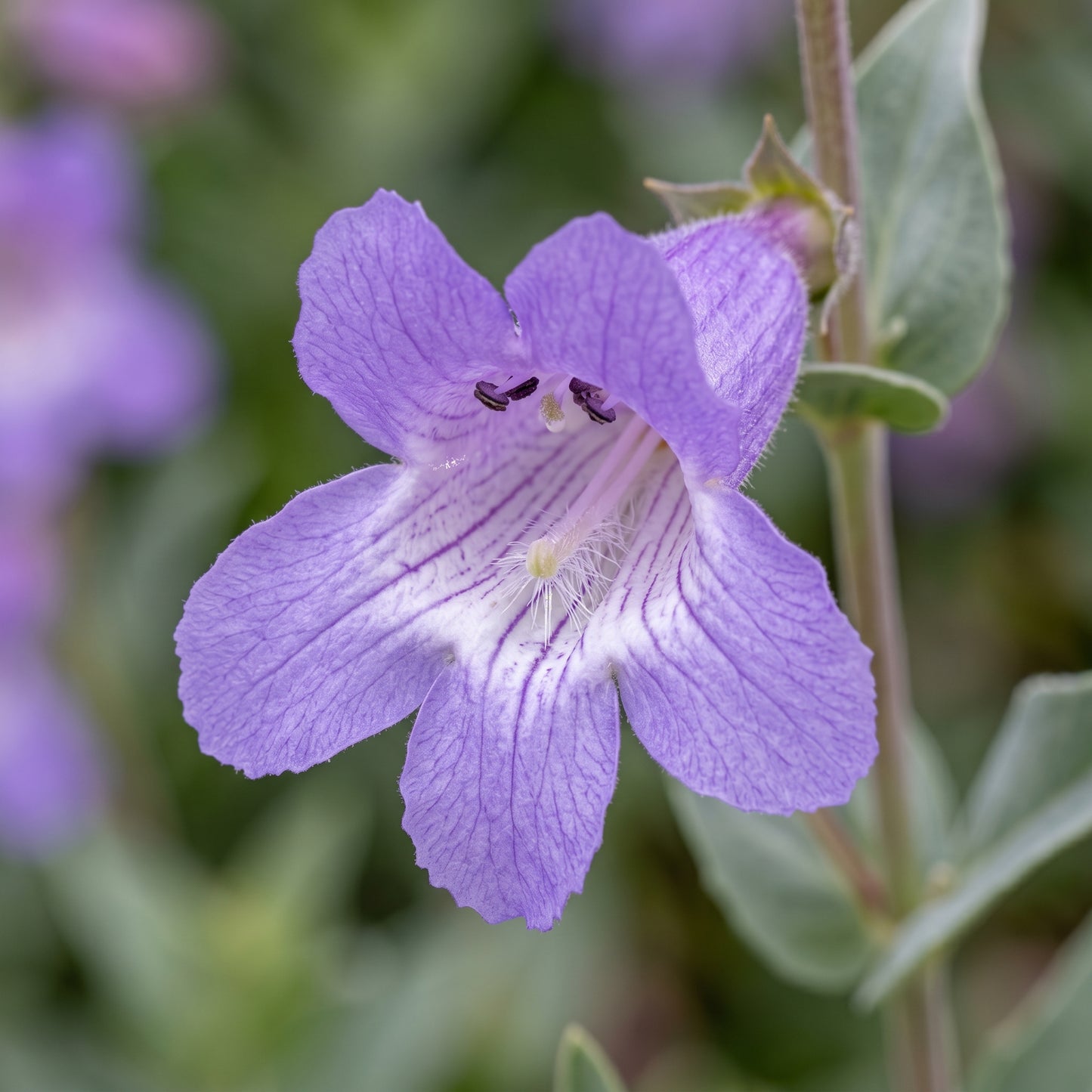 Penstemon Spectabilis Seeds Perennial Showy Flower Plant
