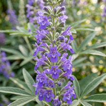 Chaste Tree Seeds Vitex agnus castus Purple Flowering Shrub Seeds