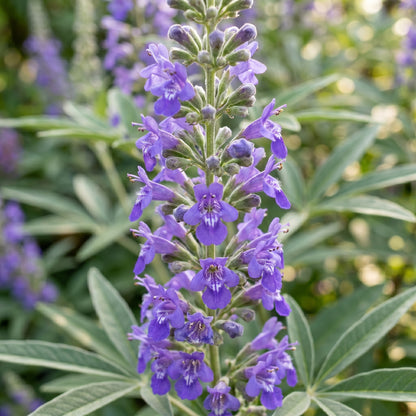 Chaste Tree Seeds Vitex agnus castus Purple Flowering Shrub Seeds