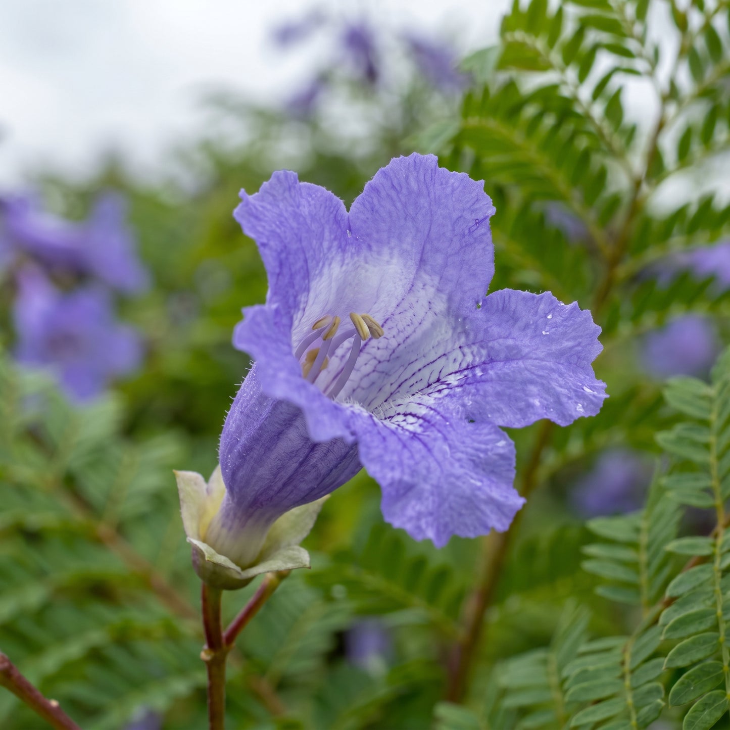 Jacaranda Tree Seeds Jacaranda mimosifolia Blue Flowering Tree Seeds