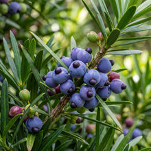 Podocarpus Macrophyllus Seeds Evergreen Ornamental Plant