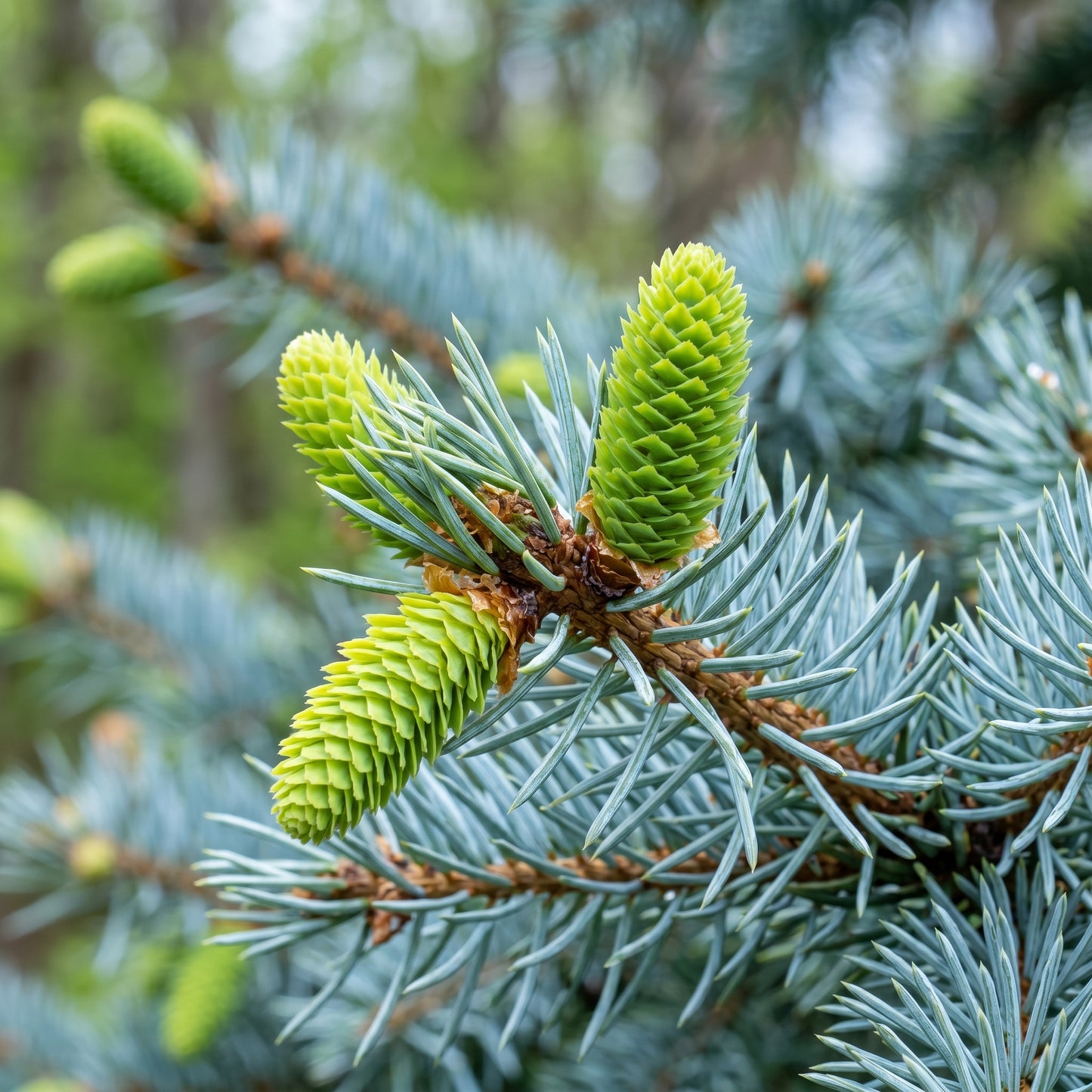 Blue Spruce Seeds Picea pungens glauca Evergreen Spruce Tree Seeds