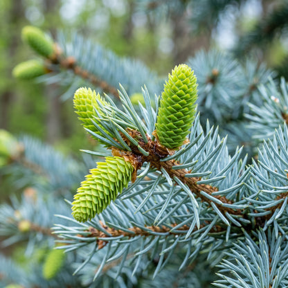 Blue Spruce Seeds Picea pungens glauca Evergreen Spruce Tree Seeds