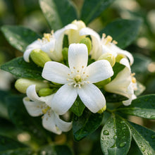 White Murraya Paniculata Flower Seeds (Orange Jasmine)