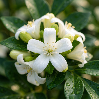 White Murraya Paniculata Flower Seeds (Orange Jasmine)