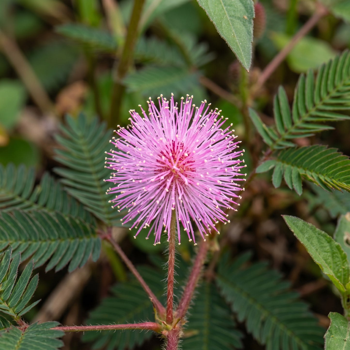 Sensitive Plant Seeds (Mimosa pudica) – Touch Me Not Plant