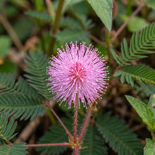 Sensitive Plant Seeds (Mimosa pudica) – Touch Me Not Plant