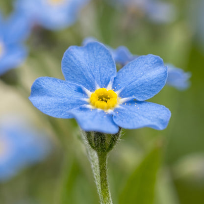 Forget Me Not Seeds Myosotis sylvatica Blue Flower Seeds