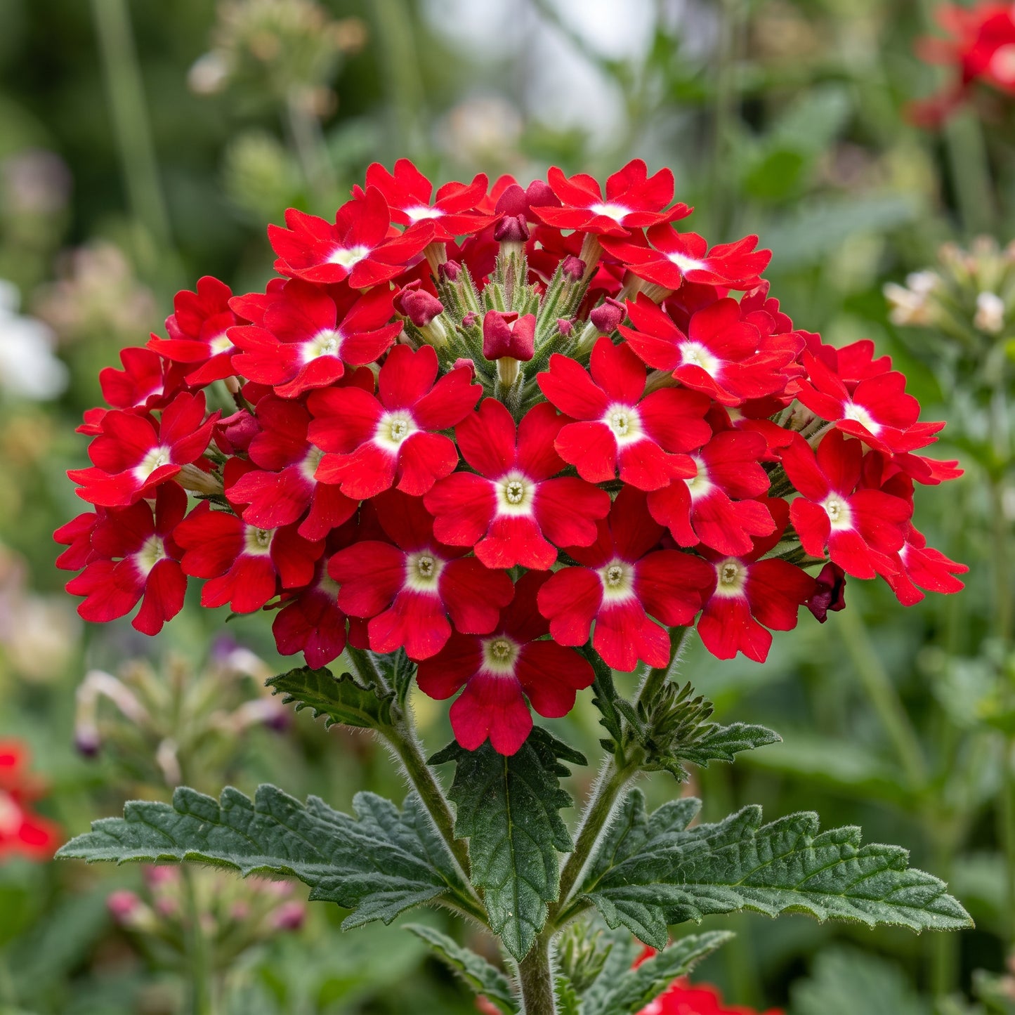 Mixed Verbena Seeds – Creeping Ground Cover Flower Seeds