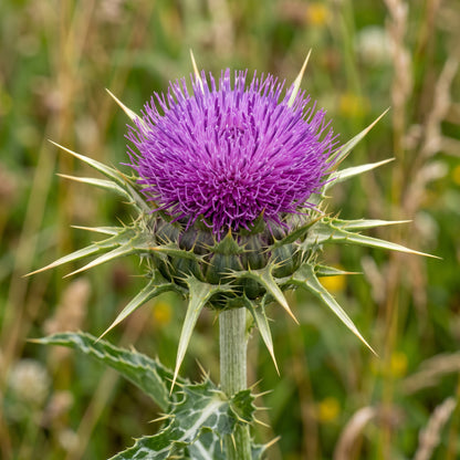 Milk Thistle Seeds (Silybum marianum) – Herb Flower Seeds