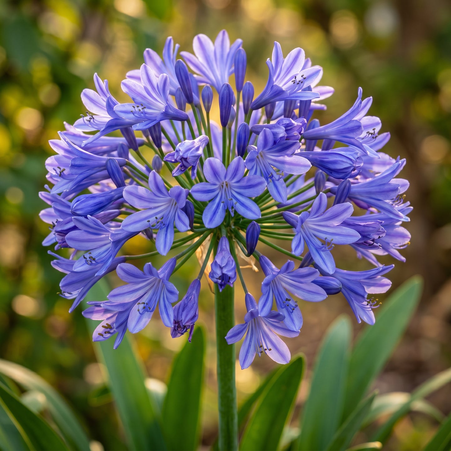 Lily of the Nile Seeds (Agapanthus Blue) – Perennial Flower Seeds