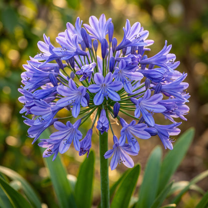 Lily of the Nile Seeds (Agapanthus Blue) – Perennial Flower Seeds