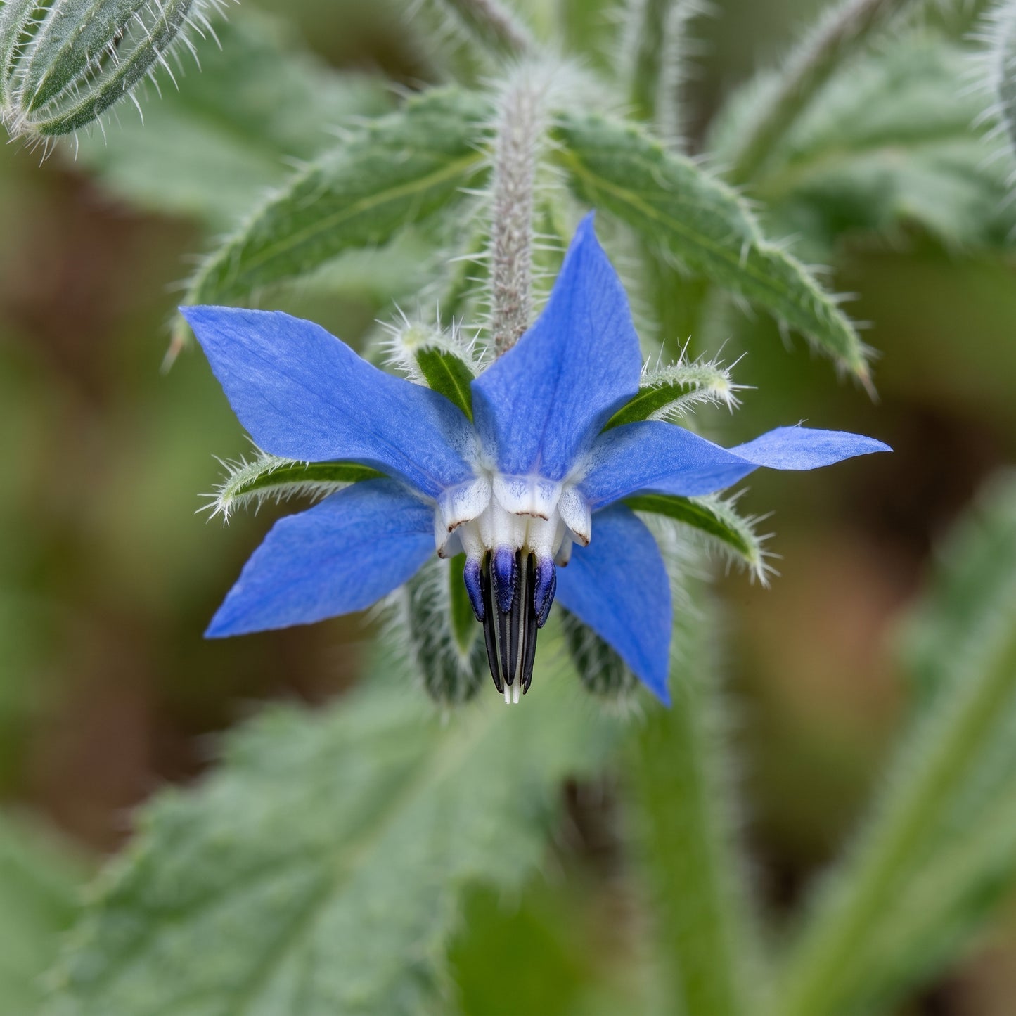 Borage Seeds (Borago officinalis) – Blue Star Flower Herb Seeds