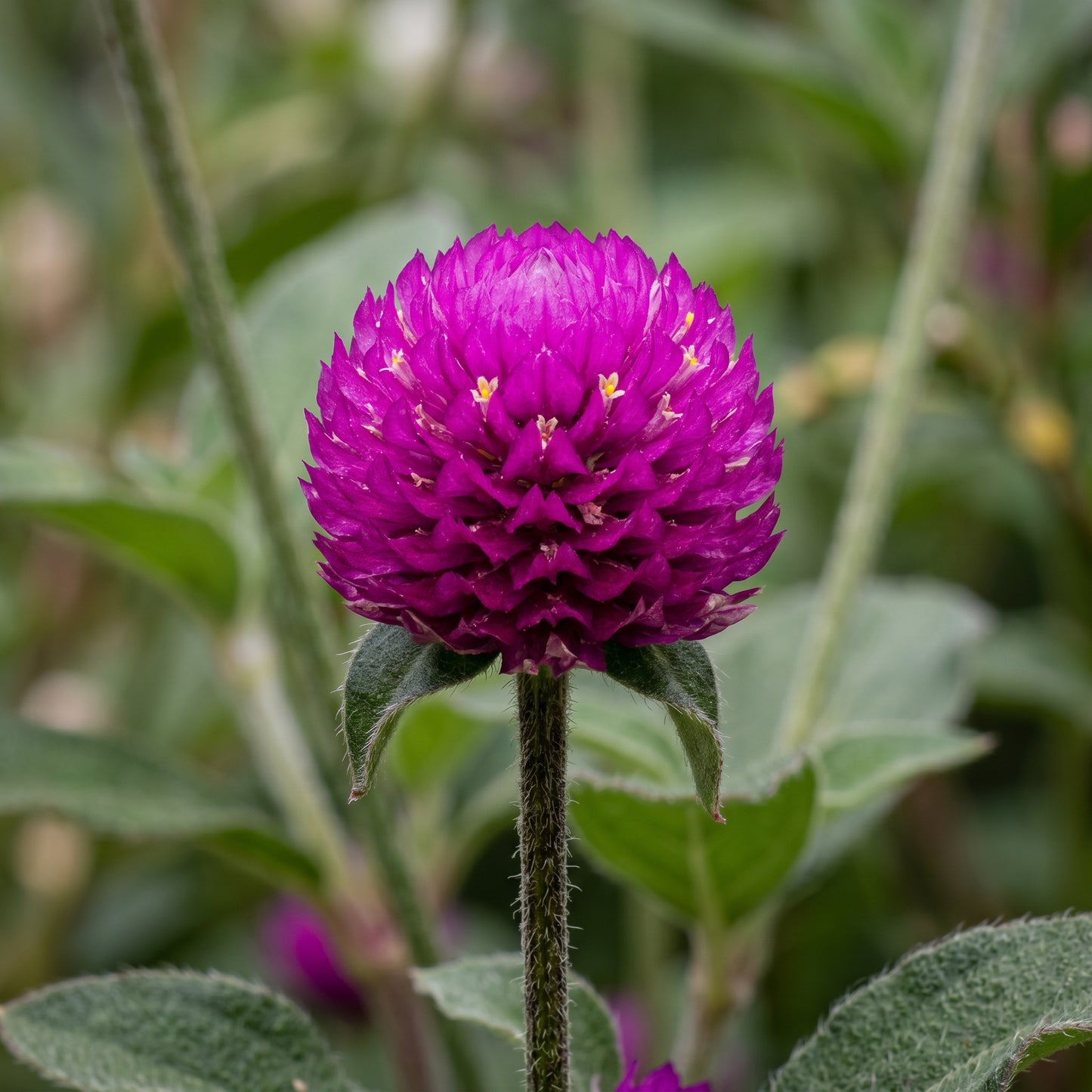 Globe Amaranth Seeds (Gomphrena globosa) – Mixed Color Flower Seeds