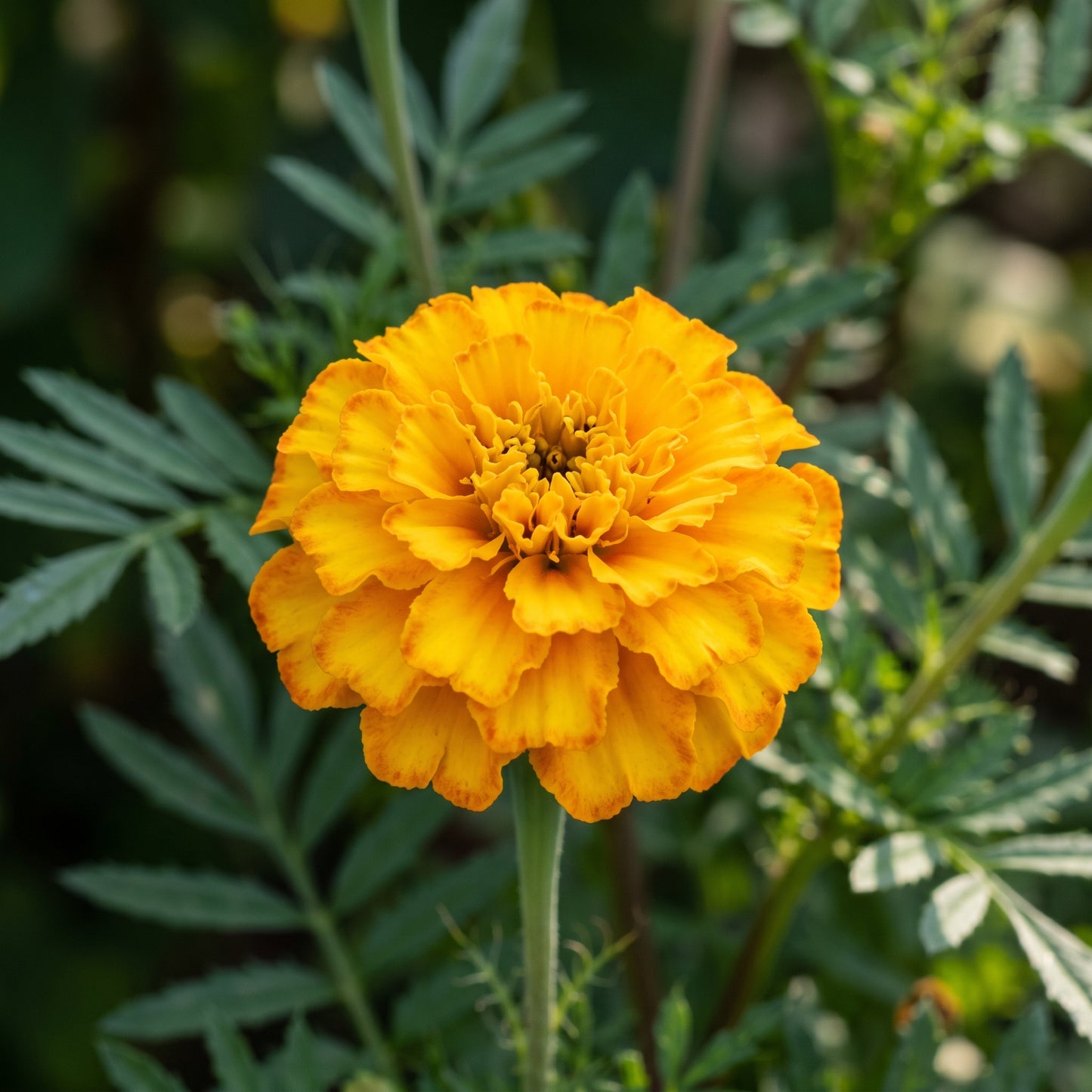 Petite Marigold Seeds Tagetes patula Mixed Dwarf Flower Seeds