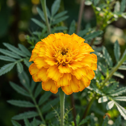 Petite Marigold Seeds Tagetes patula Mixed Dwarf Flower Seeds