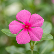 Mixed Periwinkle Seeds Vinca Mixed Color Flower Seeds