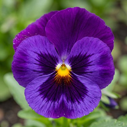 Pansy Swiss Giants Mix Flower Seeds (Viola × wittrockiana)