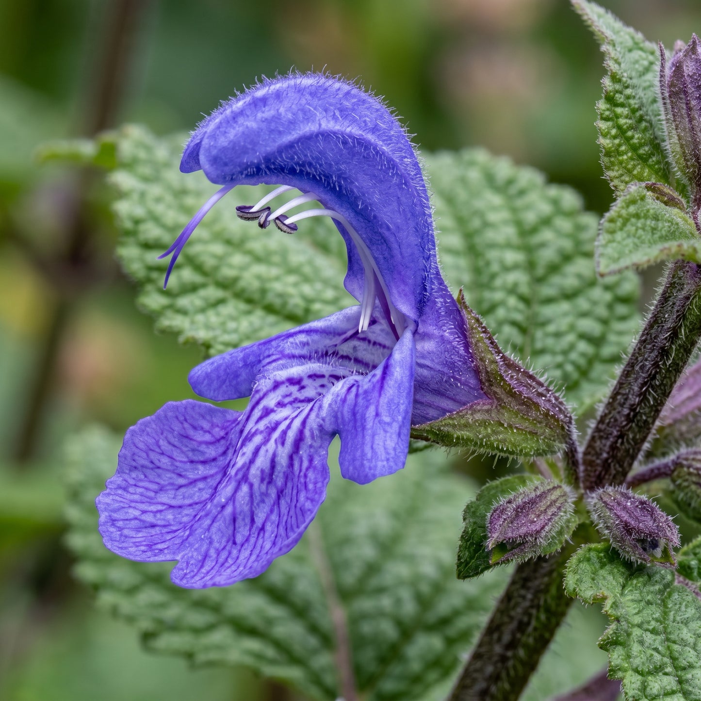 Danshen Red Sage Seeds (Salvia miltiorrhiza)