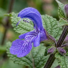 Danshen Red Sage Seeds (Salvia miltiorrhiza)