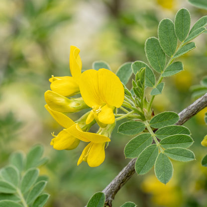Siberian Pea Shrub Seeds (Caragana arborescens)