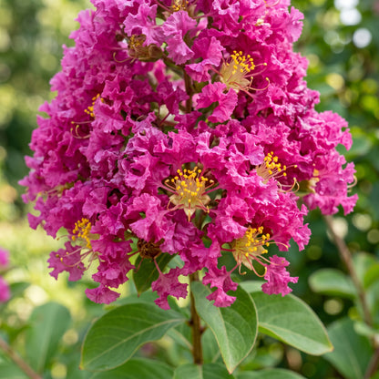 Mixed Crepe Myrtle Flower Seeds (Lagerstroemia)