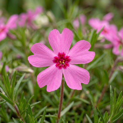 Creeping Dwarf Phlox Seeds (Phlox subulata) – Perennial Ground Cover Flower Seeds