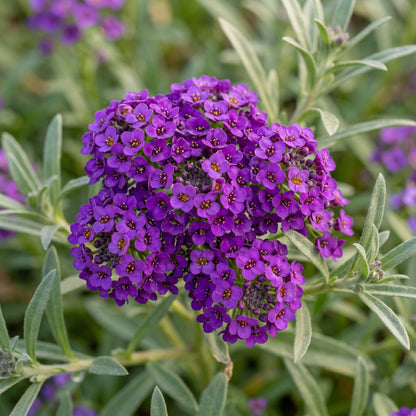 Sweet Alyssum Seeds (Lobularia maritima) – Royal Carpet Purple Ground Cover Flowers