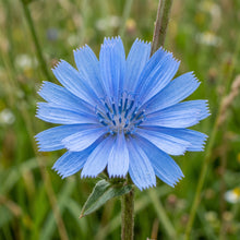 Chicory Seeds (Cichorium intybus) – Heirloom Open Pollinated Wildflower Seeds