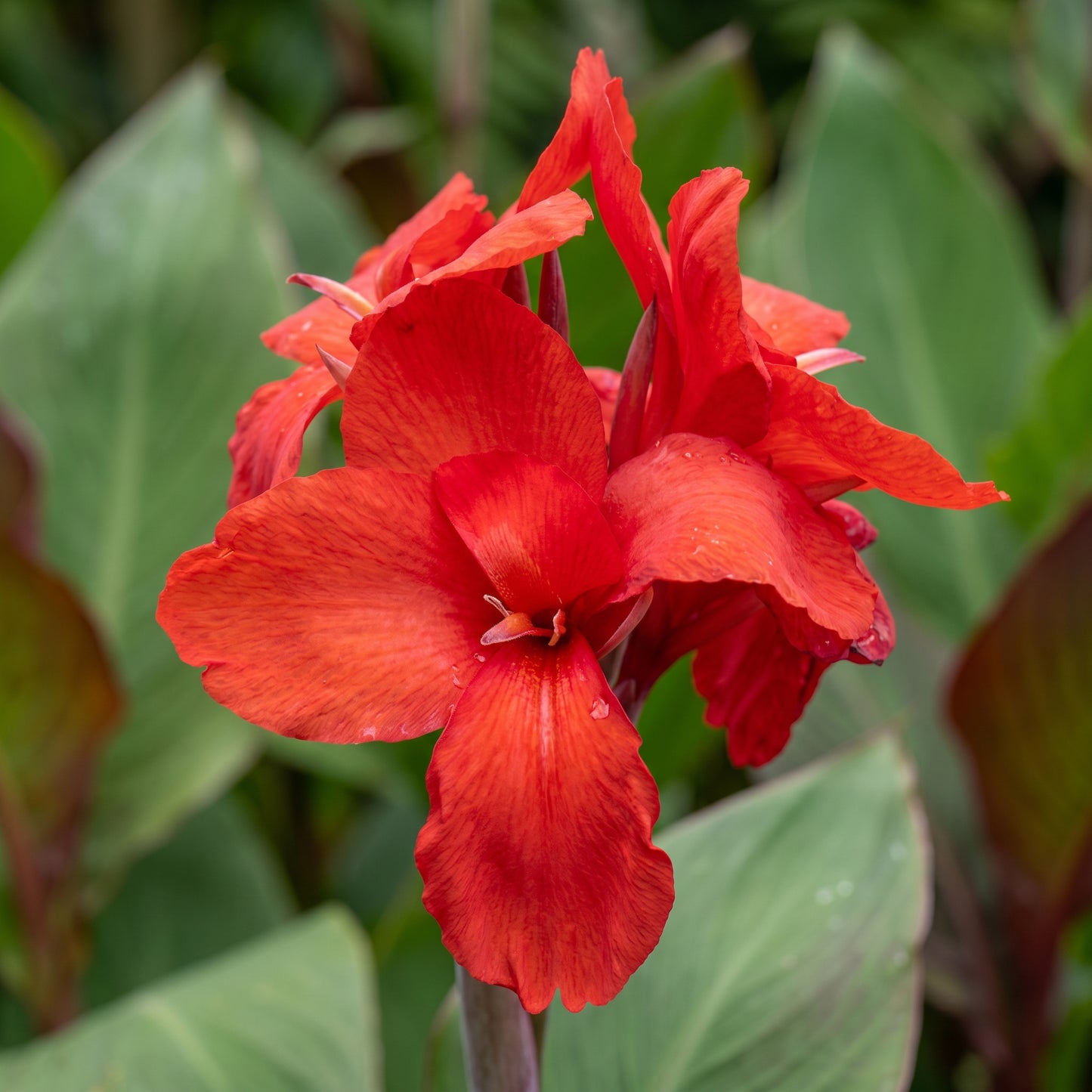 Canna Lily Seeds (Canna indica) – Perennial Garden Flower Seeds