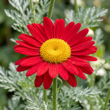 Mixed Pyrethrum Seeds – Garden Flower Seeds