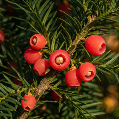 English Yew Seeds (Taxus baccata) – Evergreen Garden Seeds