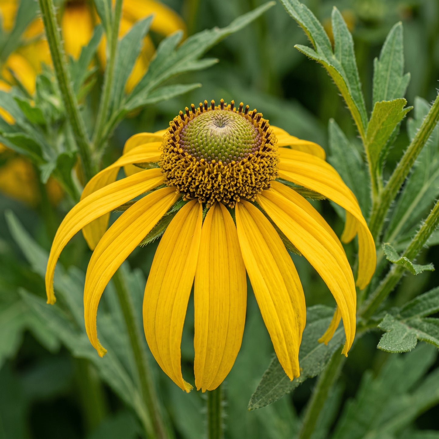 Rudbeckia laciniata Seeds – Tall Yellow Flower Seeds for Garden