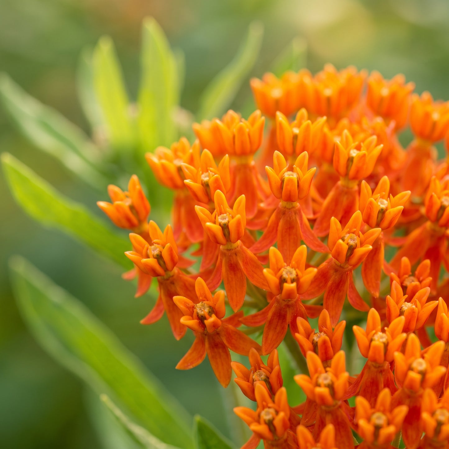 Mixed Color Milkweed Seeds – Asclepias Garden Flower Seeds