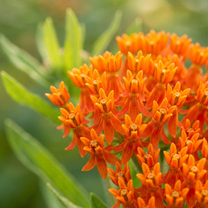 Mixed Color Milkweed Seeds – Asclepias Garden Flower Seeds