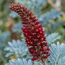 Melianthus major Seeds – Evergreen Garden Shrub Seeds