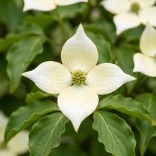 Kousa Dogwood Seeds – Cornus kousa Flowering Tree Seeds