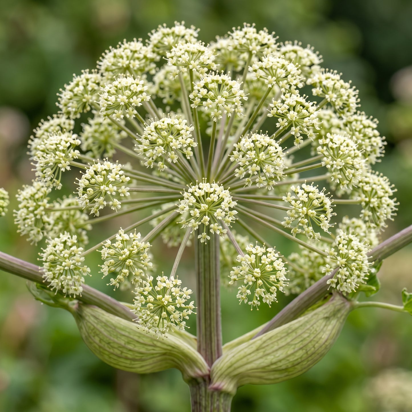 Angelica Seeds – Angelica archangelica Herb Garden Seeds