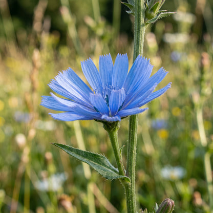 Chicory Seeds – Cichorium intybus Blue Flower Garden Seeds