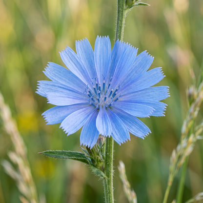 Chicory Seeds – Cichorium intybus Blue Flower Garden Seeds
