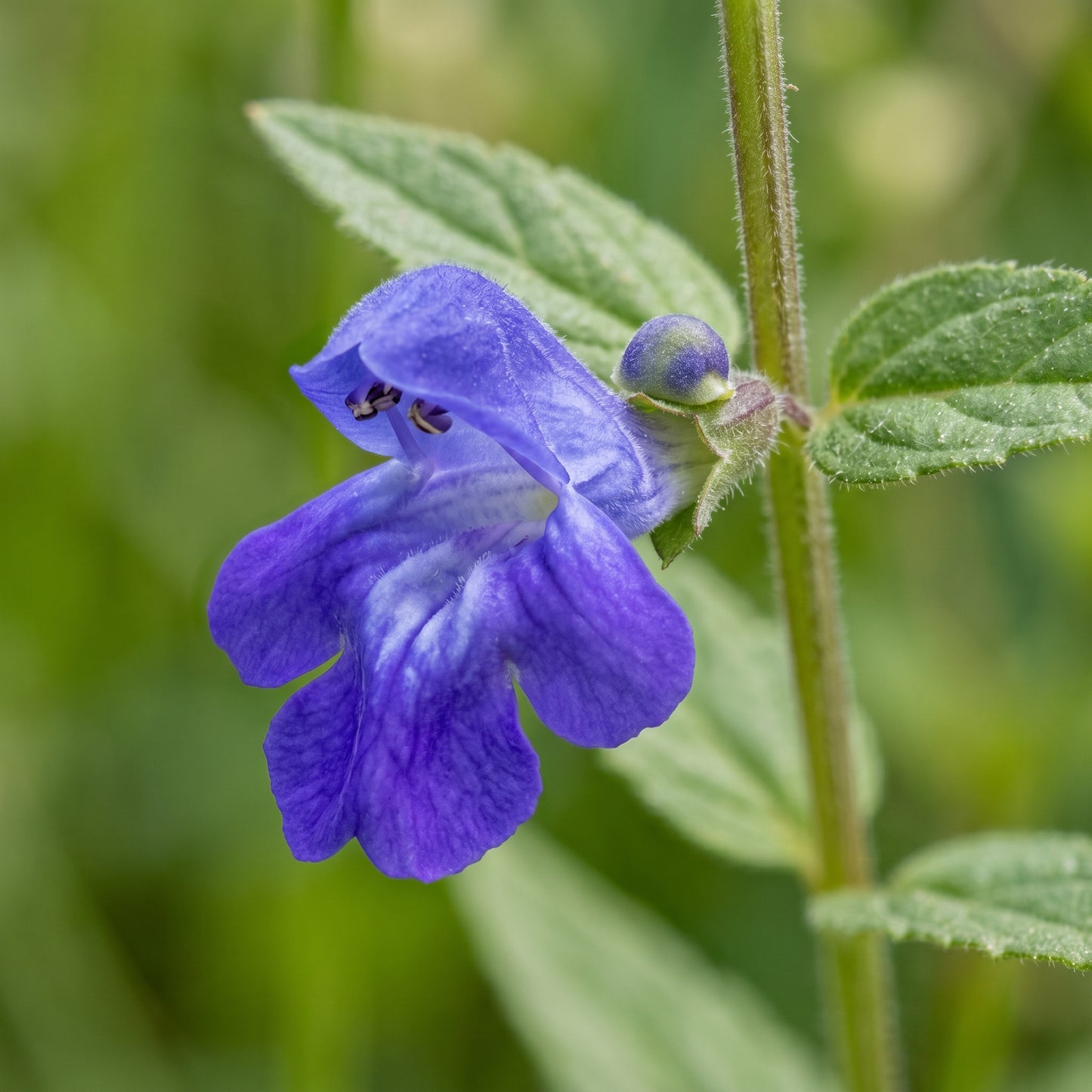 Skullcap Seeds – Scutellaria Herb Garden Seeds