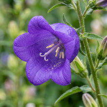 Canterbury Bells Seeds – Campanula Biennial Flower Seeds