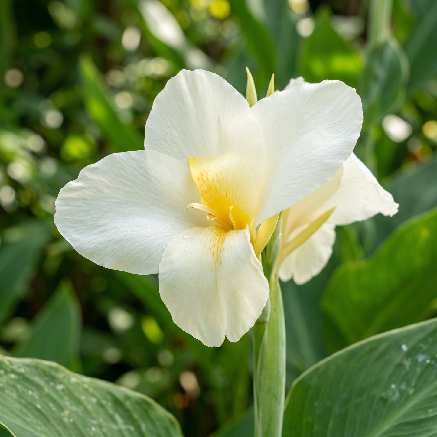 White Canna Lily Seeds – Perennial Flower Garden Seeds