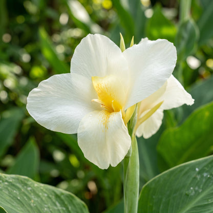 White Canna Lily Seeds – Perennial Flower Garden Seeds