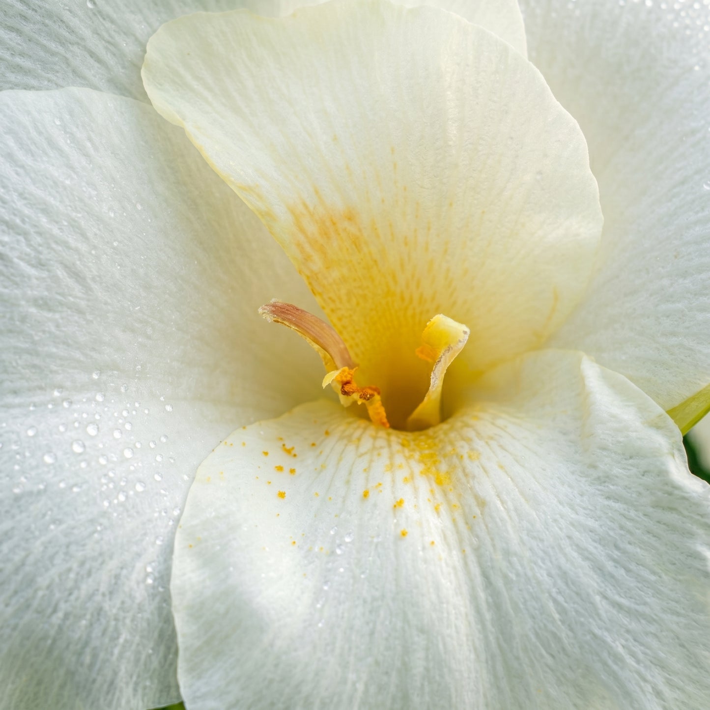 White Canna Lily Seeds – Perennial Flower Garden Seeds