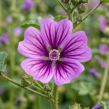 Malva Sylvestris Seeds – Purple Mallow Flower Seeds