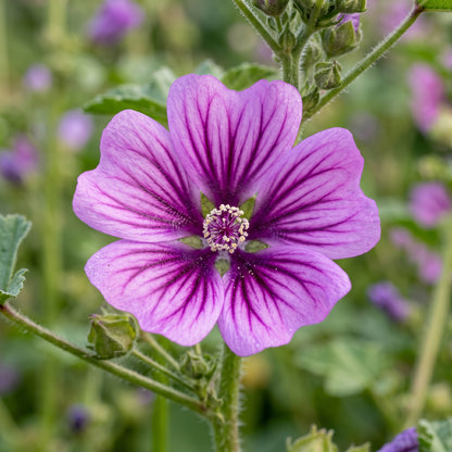 Malva Sylvestris Seeds – Purple Mallow Flower Seeds